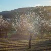 Fiesta de San Antonio - Paseo nocturno por los almendros en flor